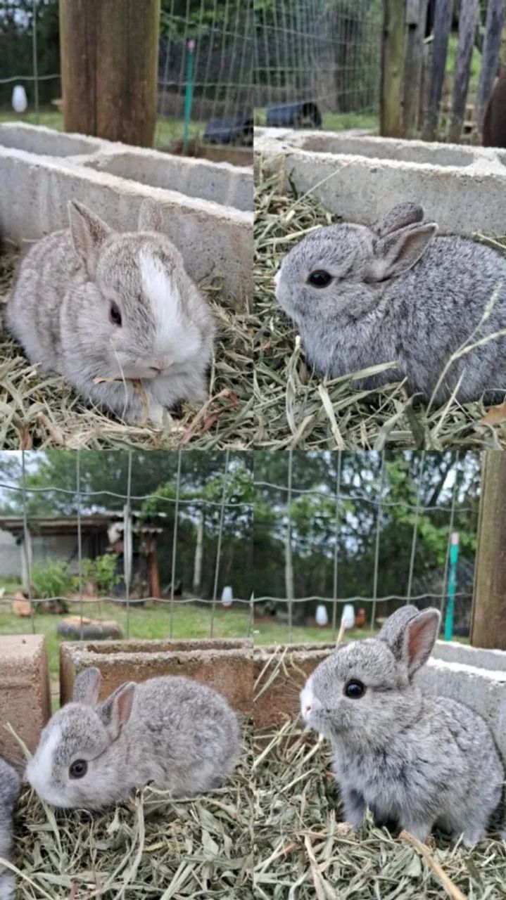 Mini coelhos netherland