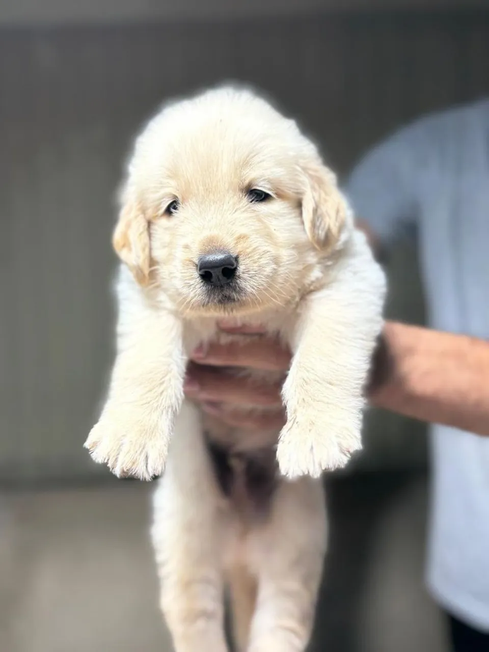 Filhote Golden Retriever