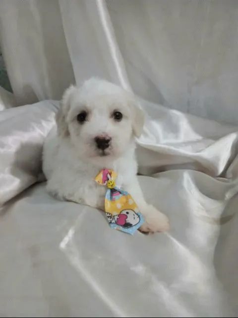 Filhotes de Maltês - Foto 2