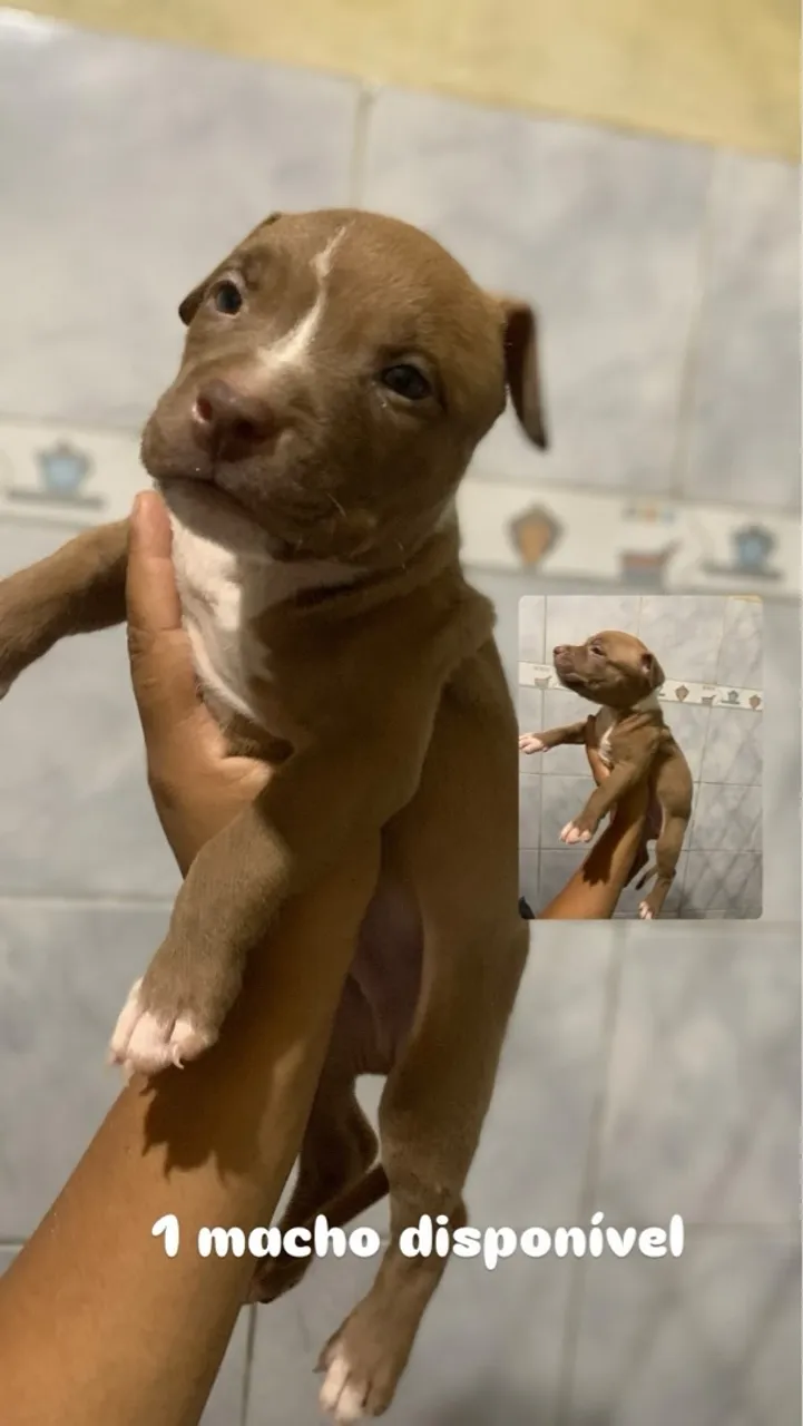 Filhote Macho de Pitbull Disponível