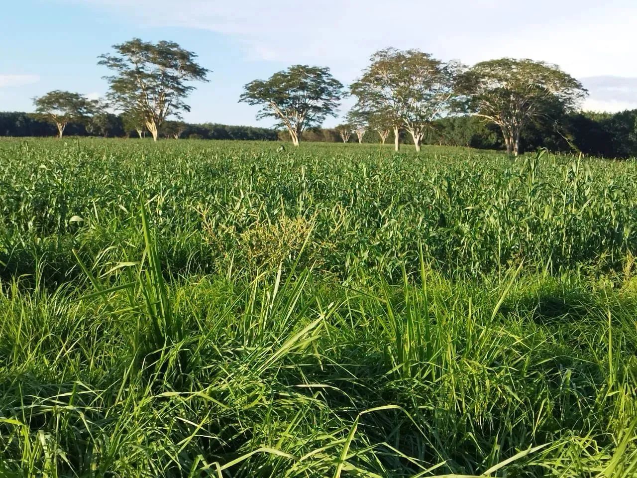 Imóvel para venda possui 163592 metros quadrados em Zona Rural - Américo de Campos - SP - Foto 2