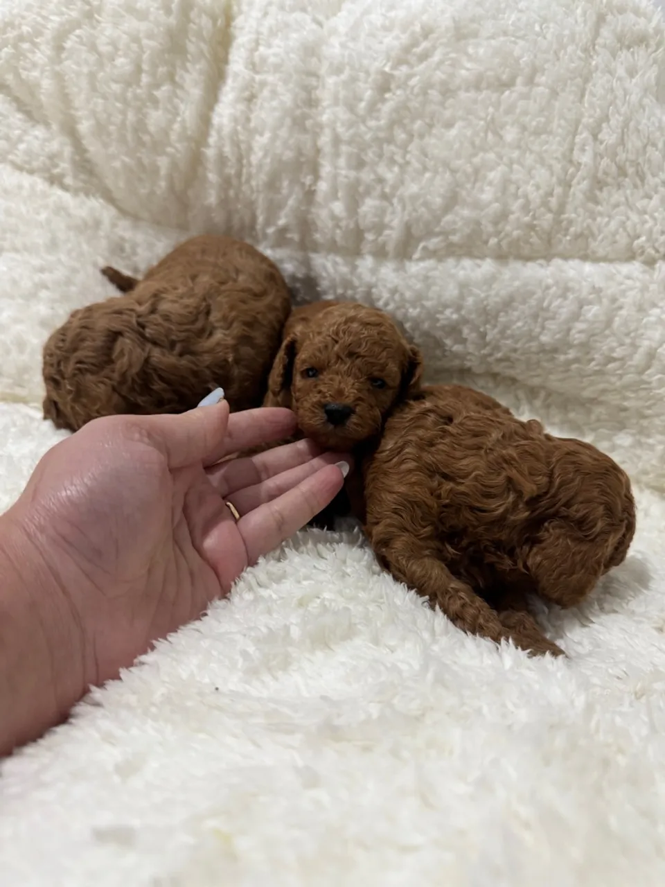 Poodle Toy red machos entrega hj vacinados