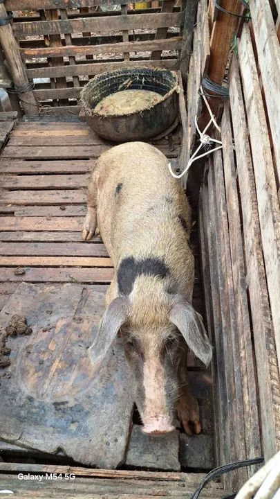 Porquinho para venda