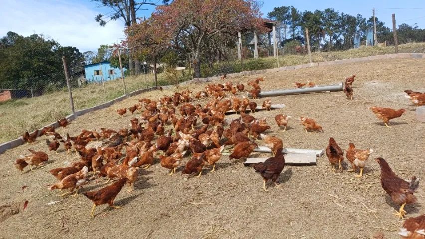 Frangas, isa Brown, e embrapa 051com 85 dias - Foto 5