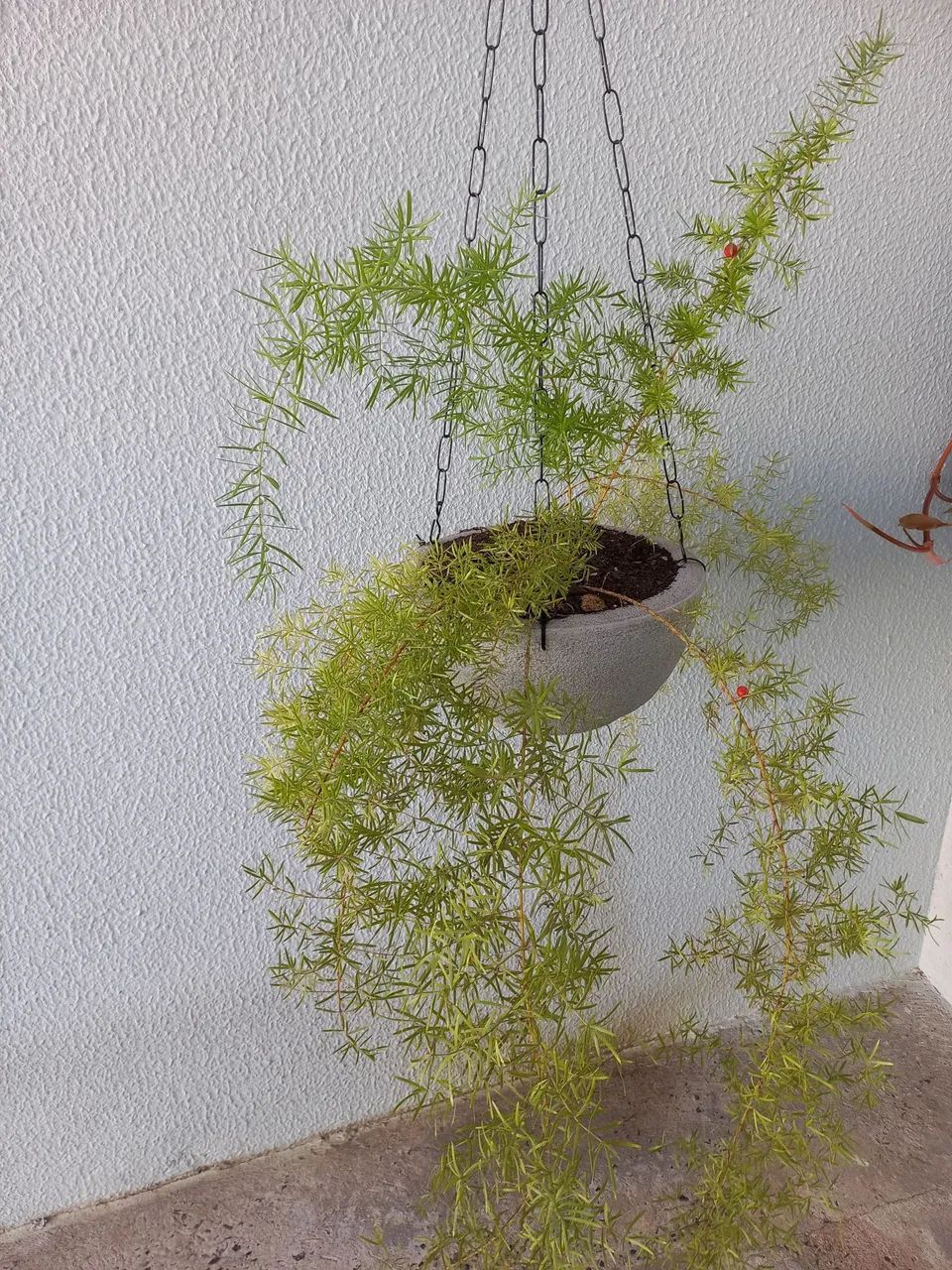  3 plantas pendente em vaso - Foto 5