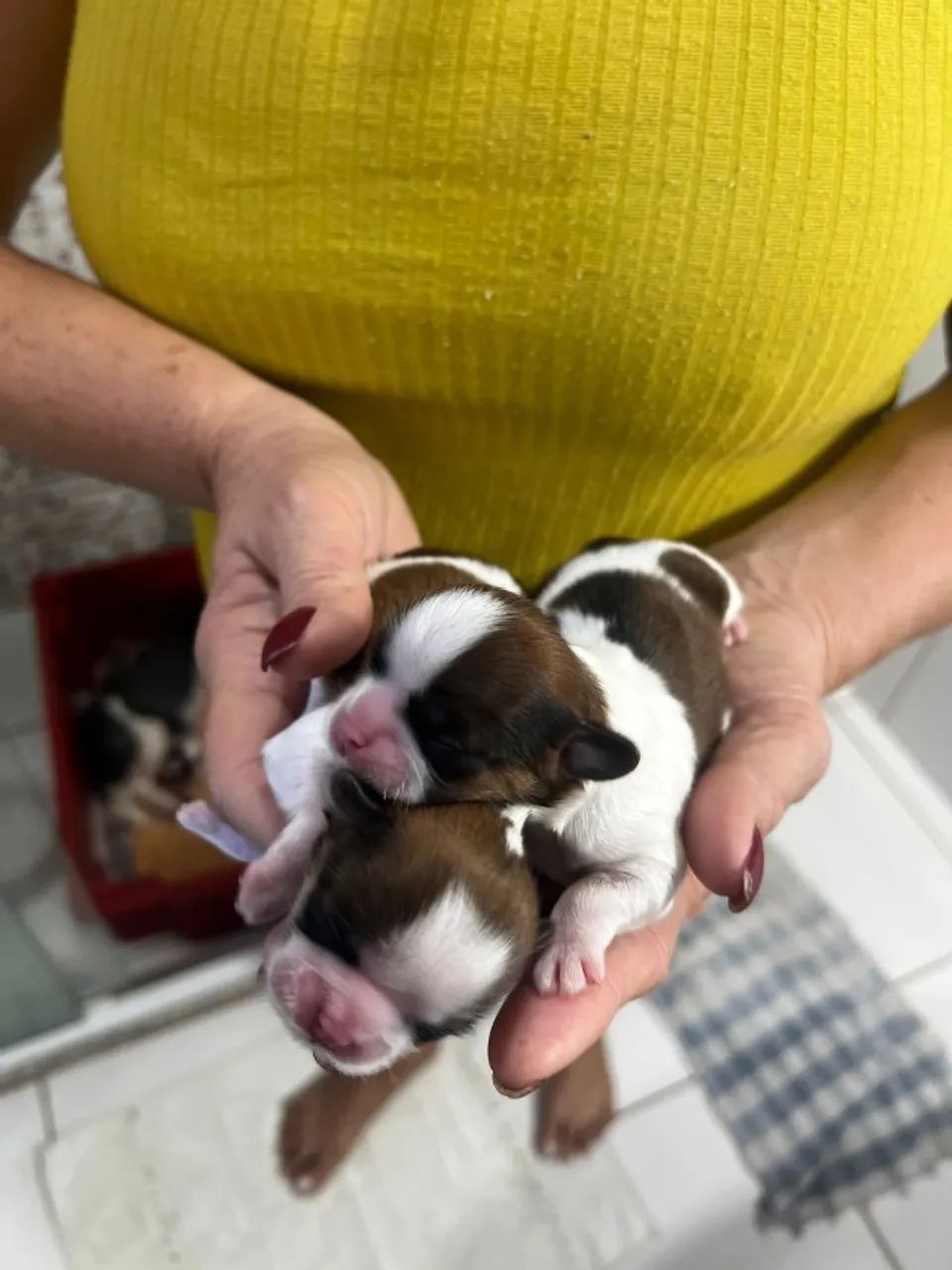 Filhotes de Shih Tzu - Lindos e Saudáveis - Foto 4