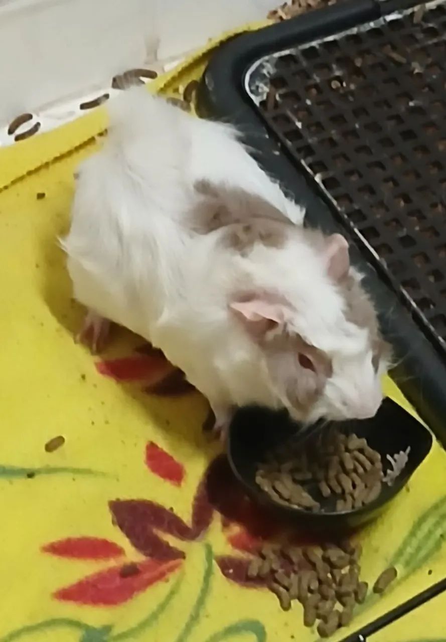 Doação porquinho da Índia 