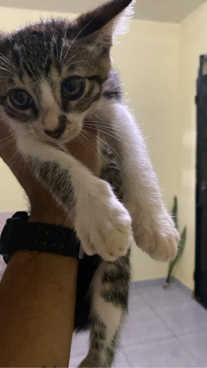 Gatinho Filhote para Adoção