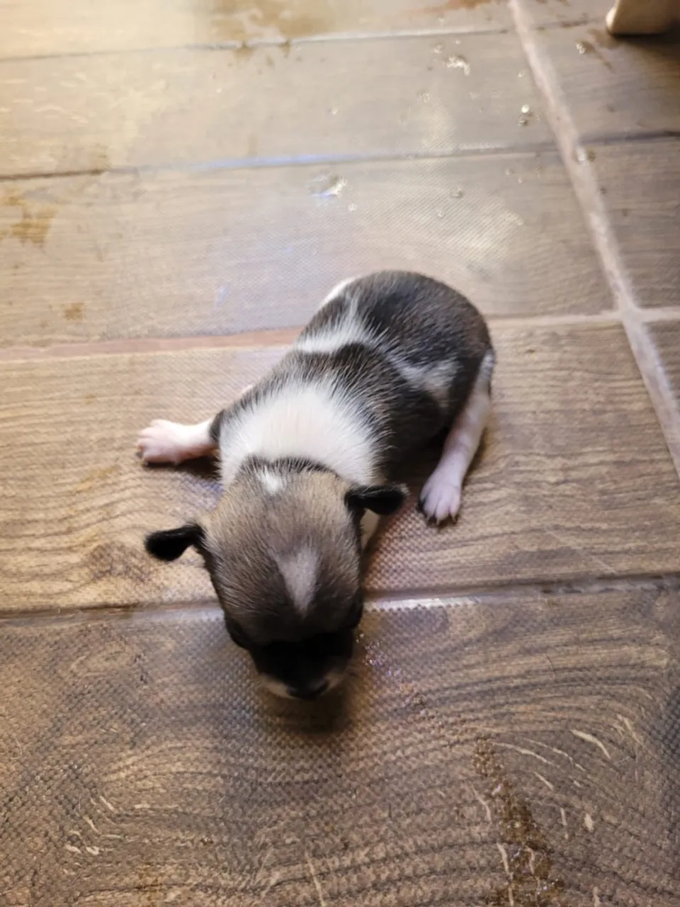 Filhote de Chihuahua Tricolor