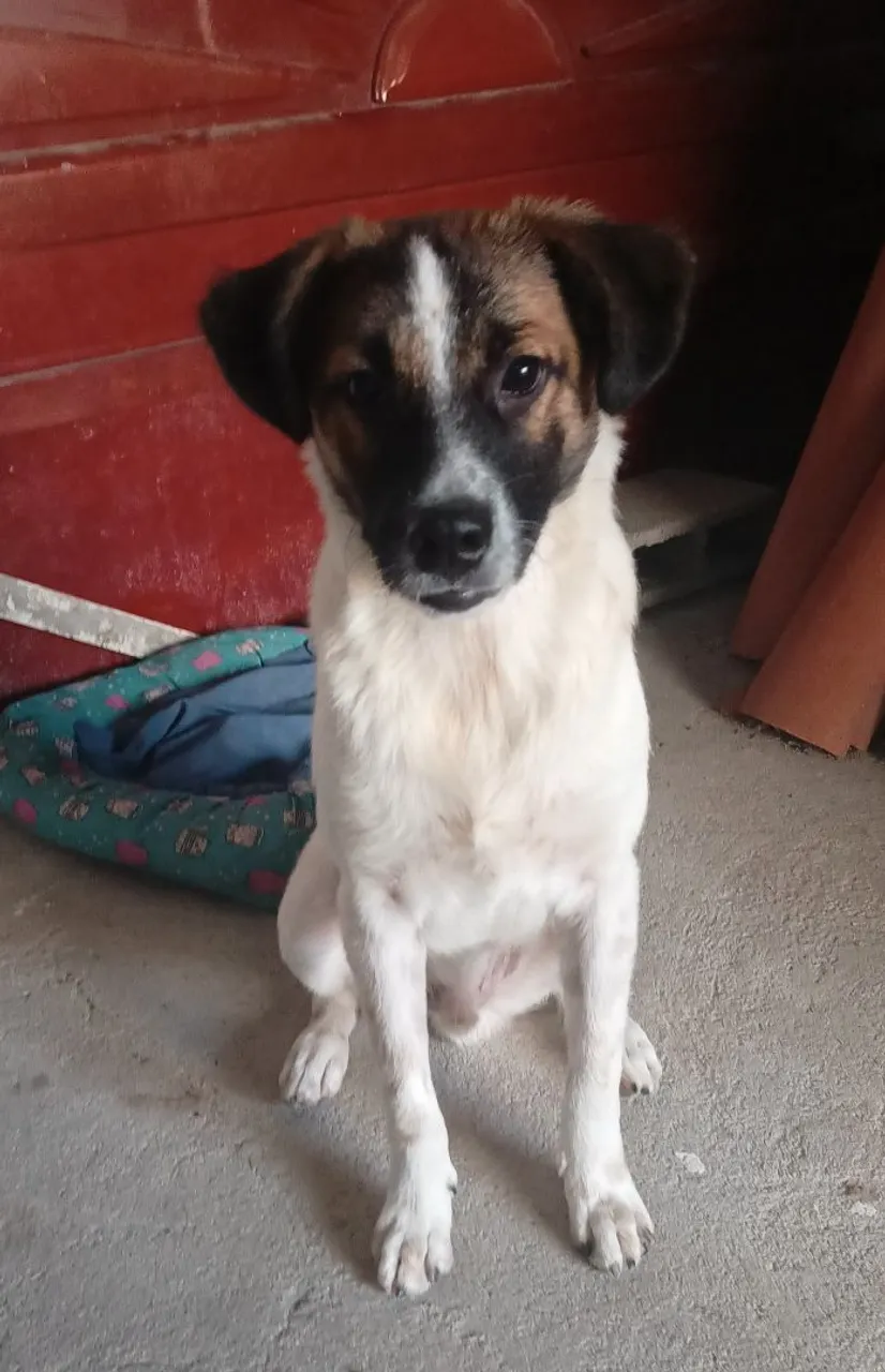 Cãozinho para adoção