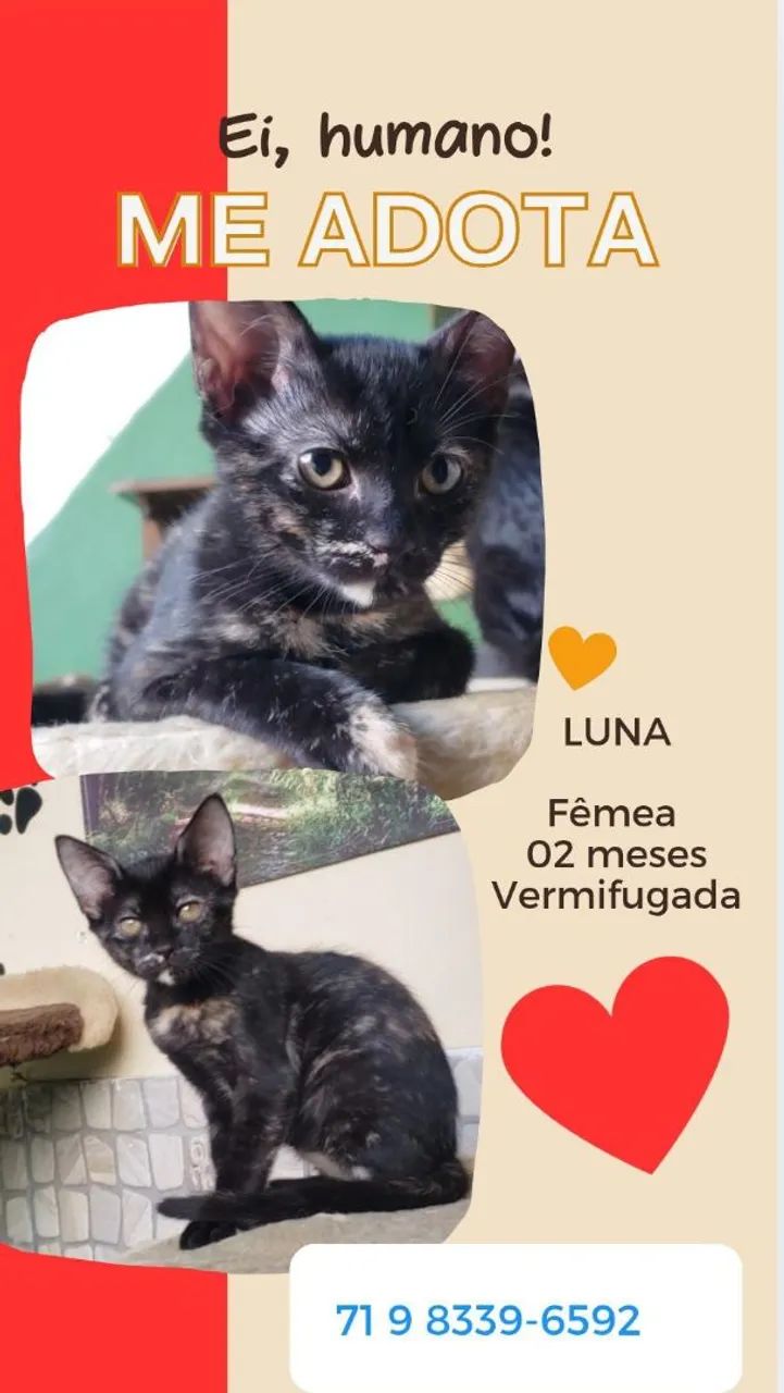 Gatinha Fofa para Adoção