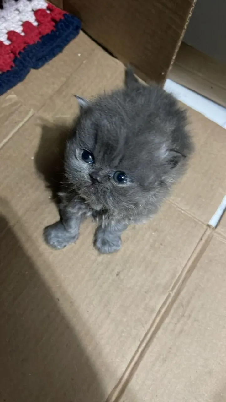 Gato persa