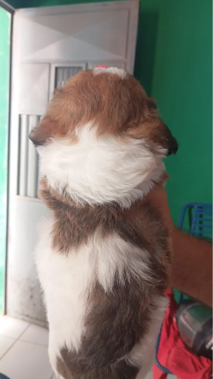 Filhote de cachorro poodle