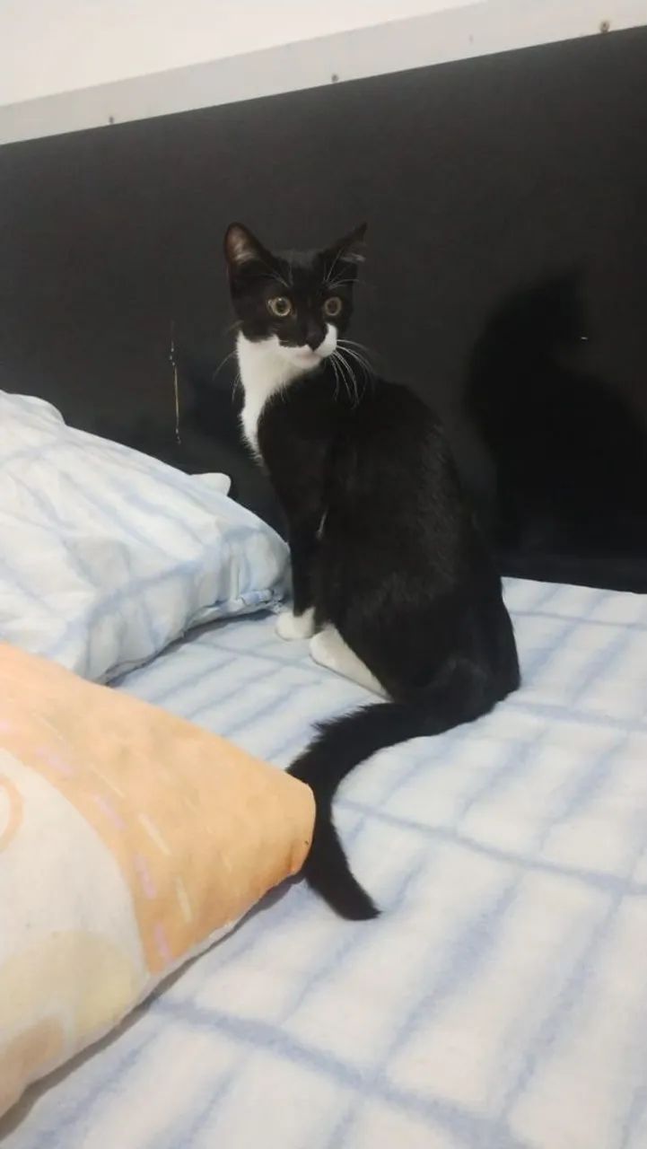 GATO PRA ADOÇÃO URGENTE 