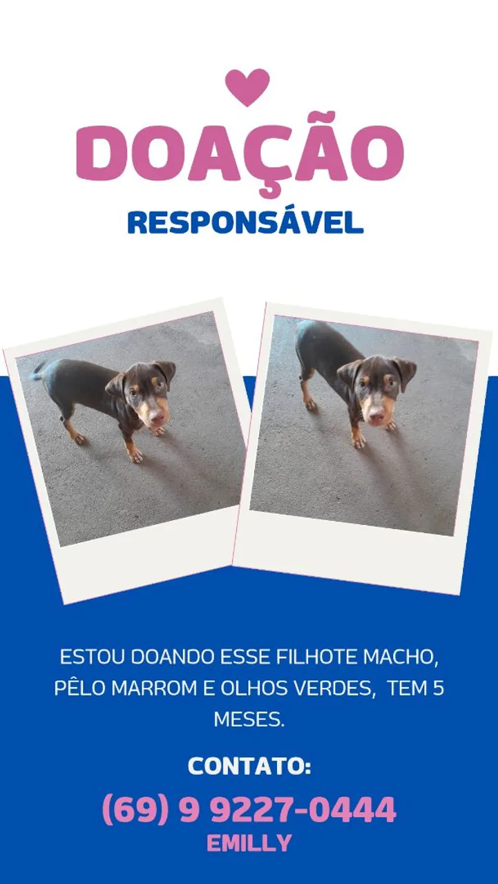 Filhote Macho para Doação Responsável