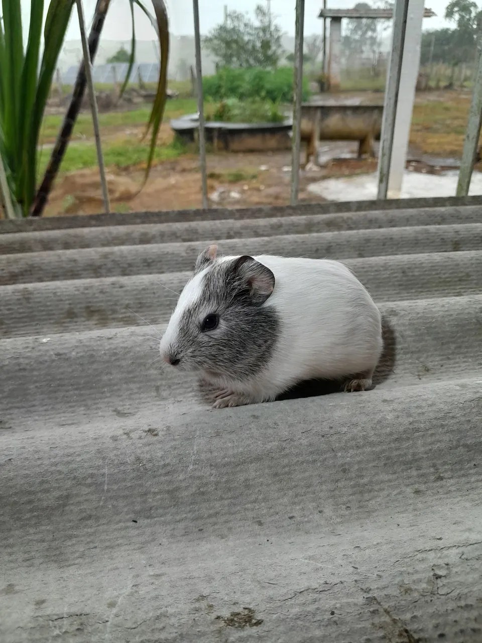 Porquinho da Índia - Filhote Macho