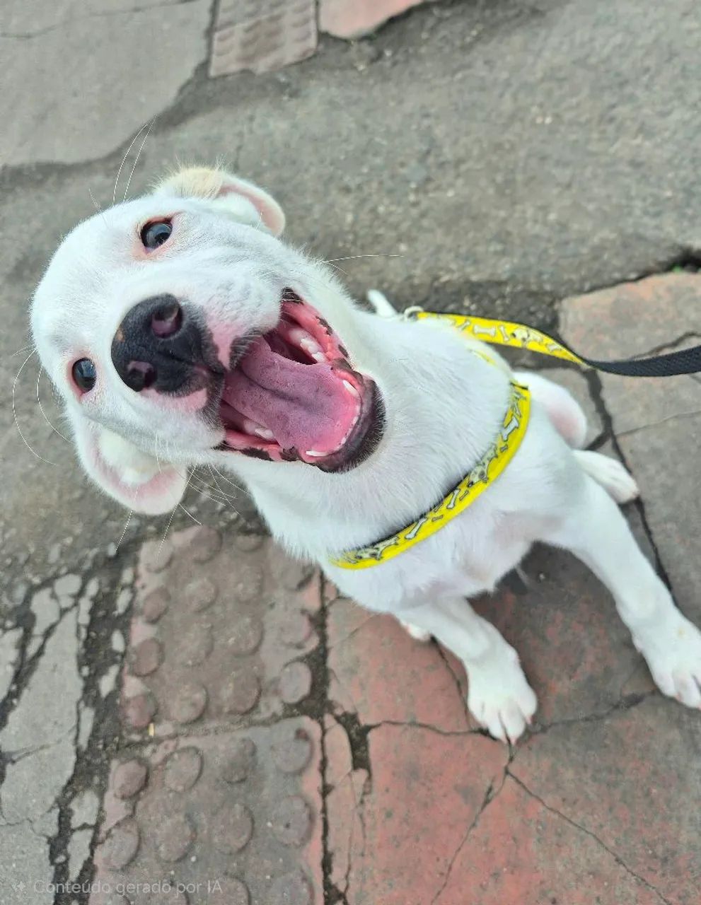 Adoção responsável de cachorro 