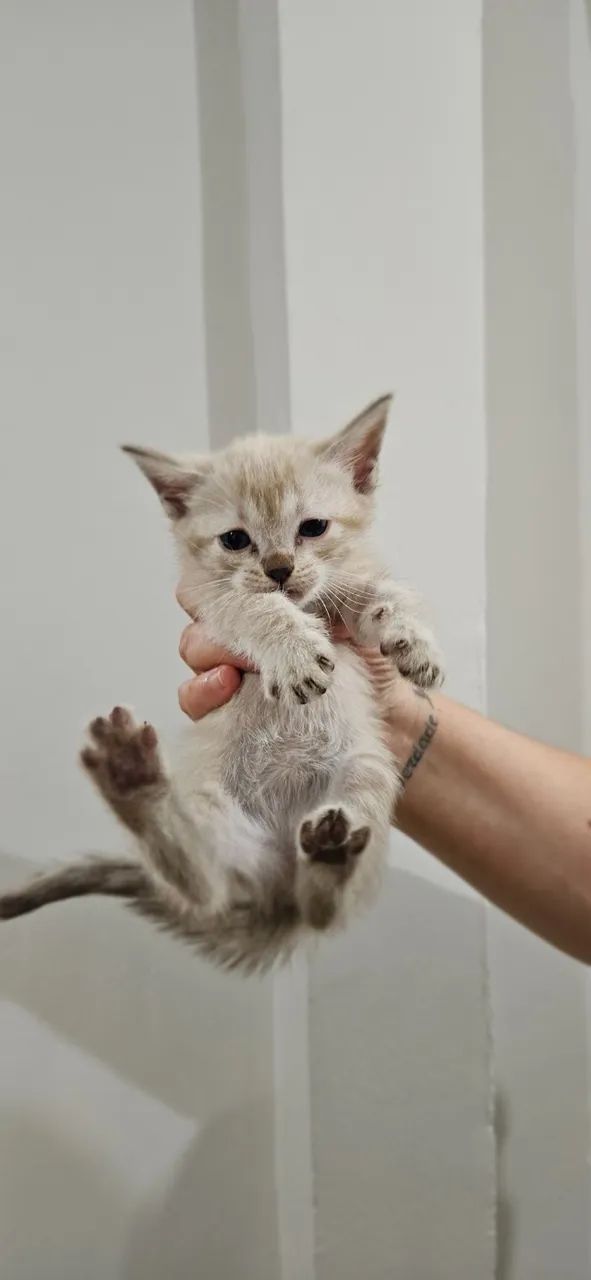 Filhote de gato - Foto 4