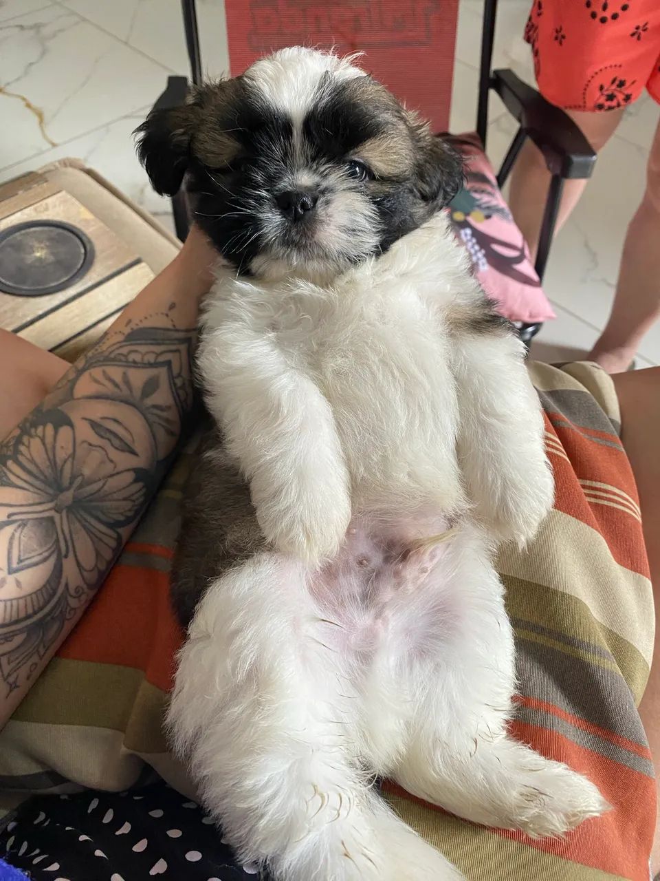 Vende-se filhote de shih tzu Macho - Foto 2