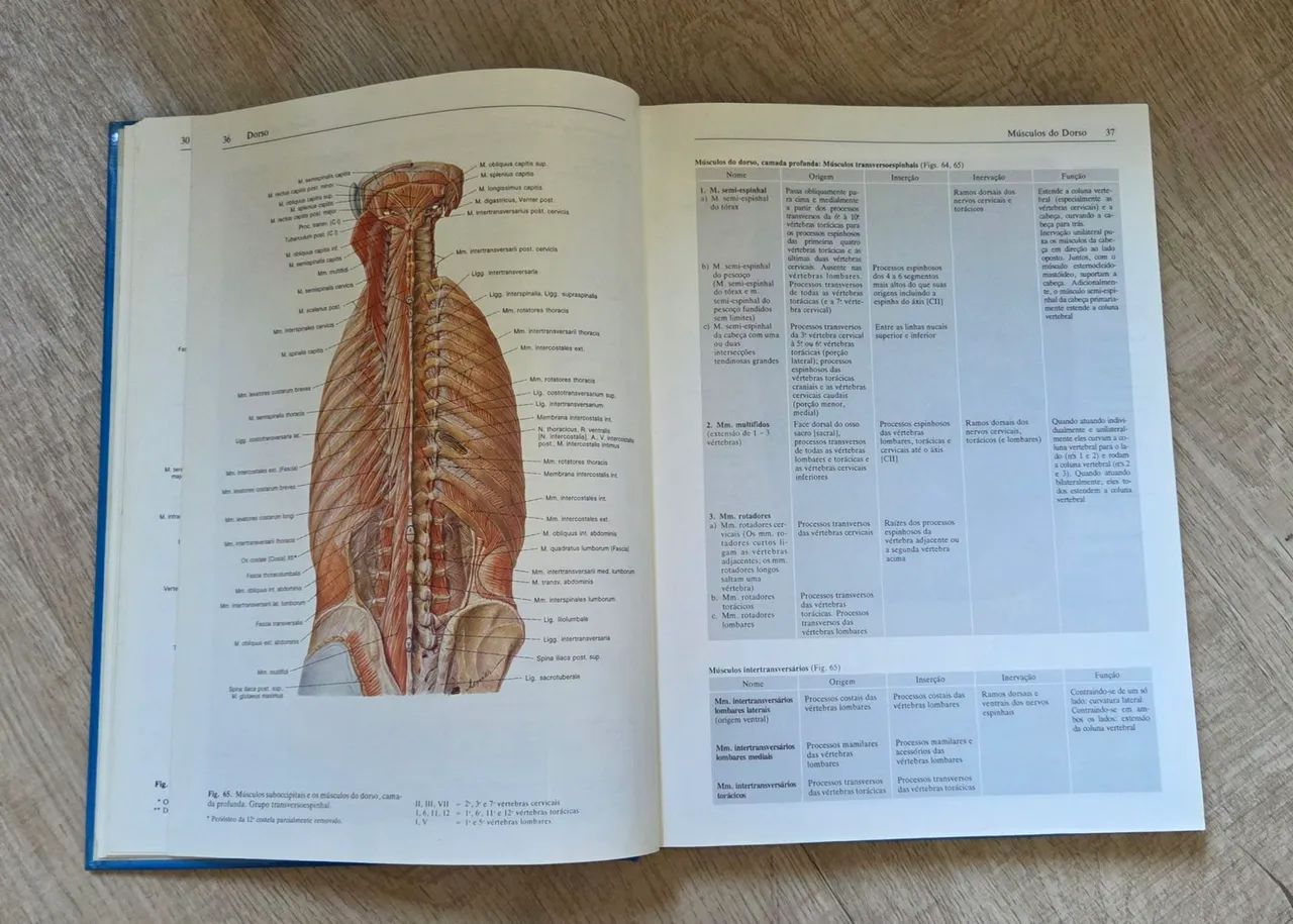 Atlas de Anatomia Humana Sobotta - Volume 1 e 2 - Foto 5