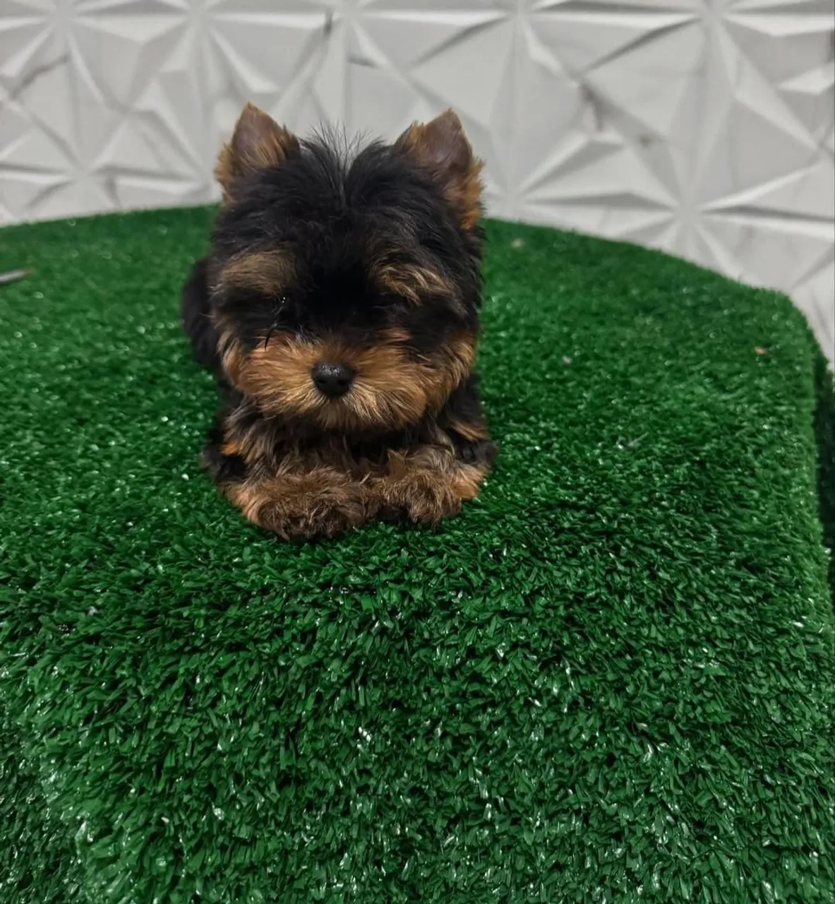 YORKSHIRE TERRIER MINI