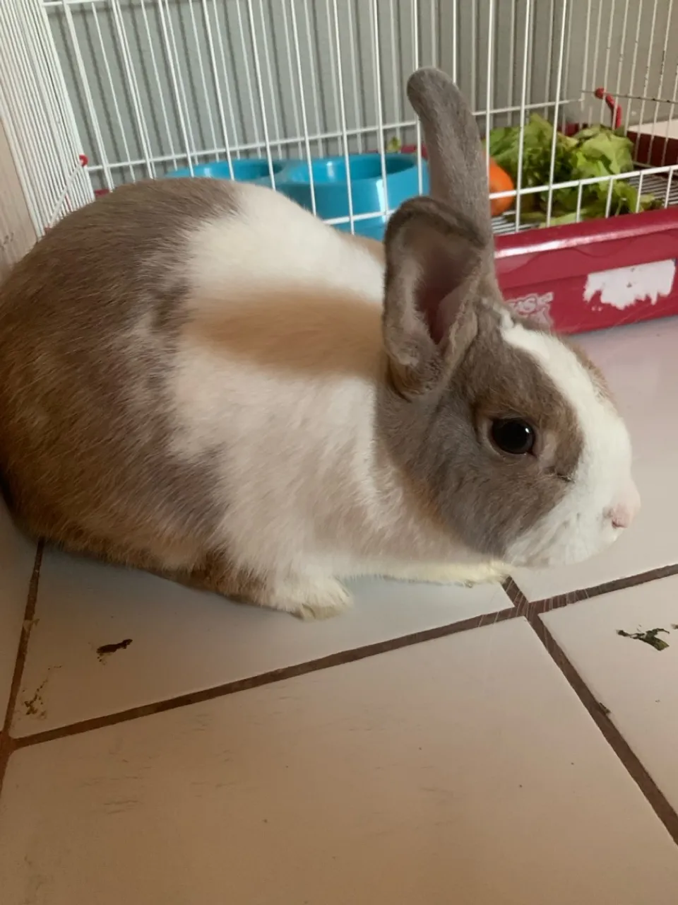 Coelho mini lop