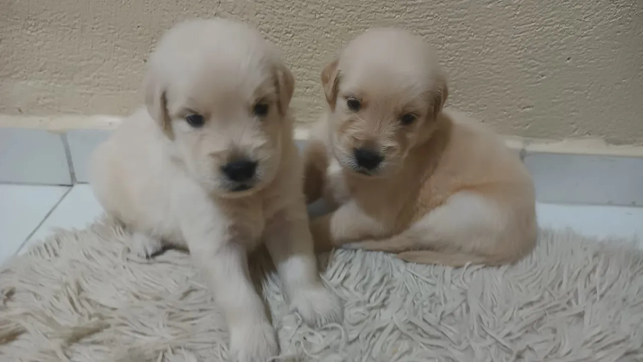 Filhotes Golden Retriever