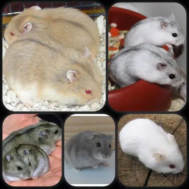 Hamster anão russo  - Foto 5