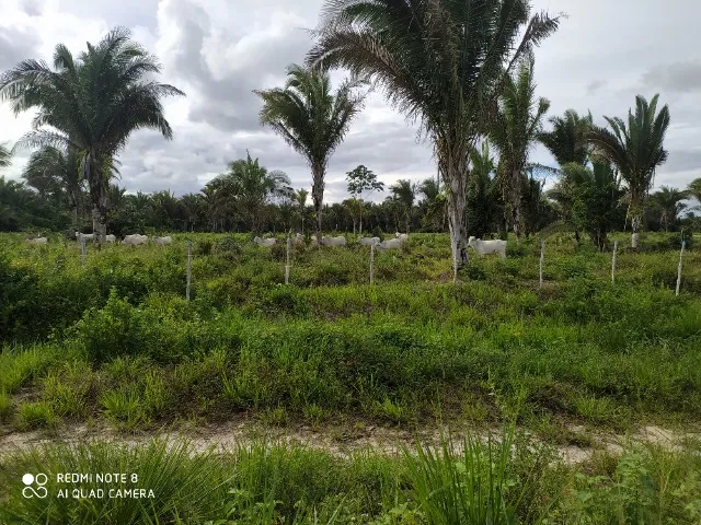Fazenda 150 hectares