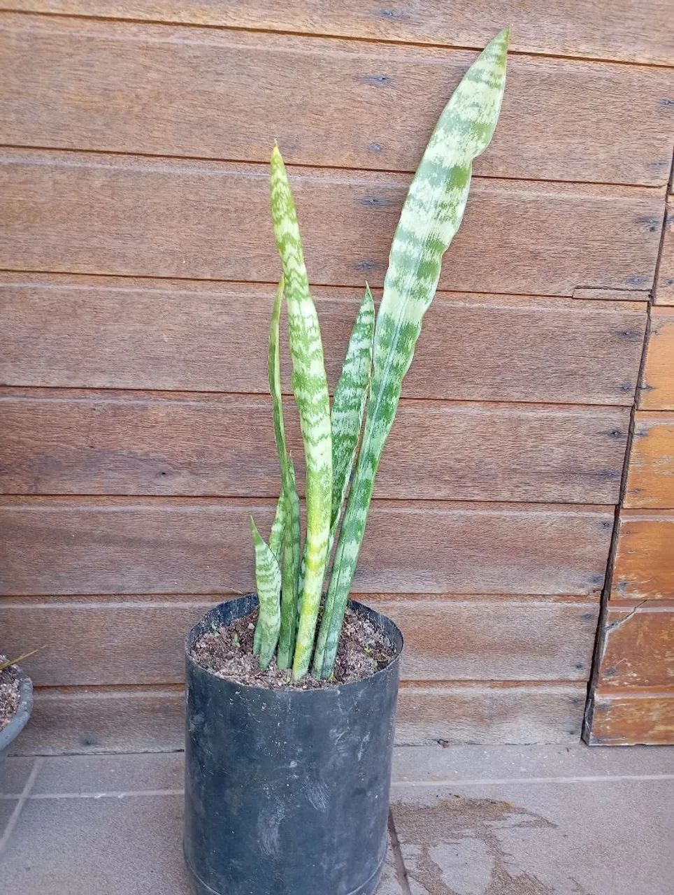 Muda Espada de São Jorge 40cm - Foto 3