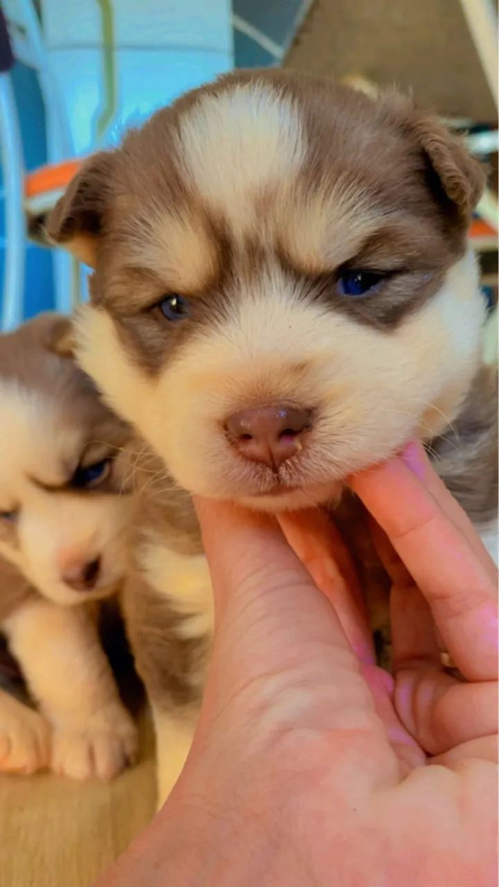 Vendo Husky siberiano