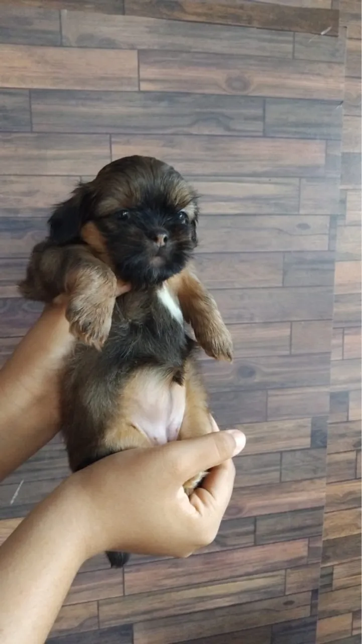 Filhote Shih Tzu disponível