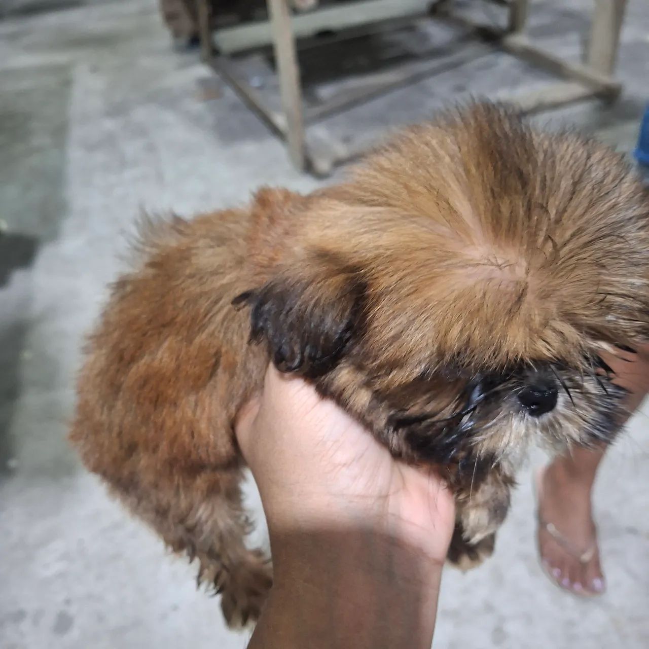 Lhasa apso - Foto 4
