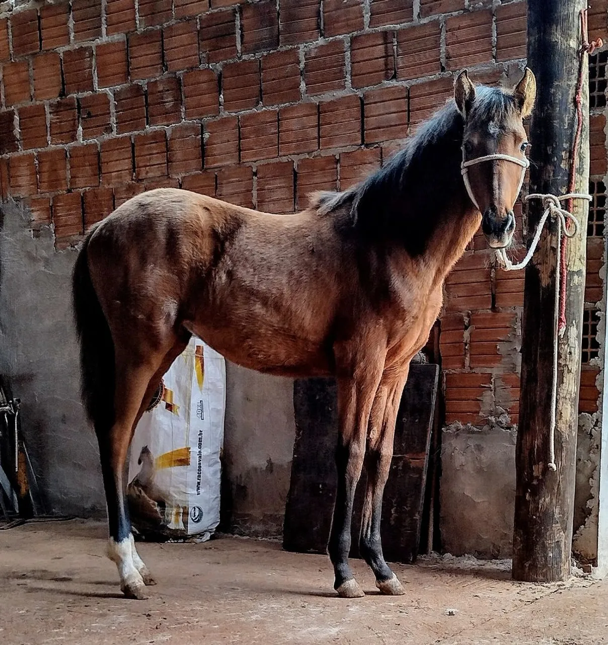 Cavalo(potra)para venda
