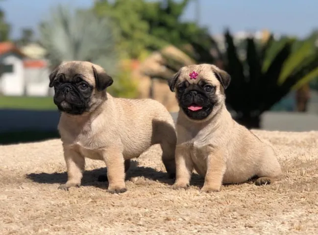 Pug- Machinho e fêmea coloração abricóte com 55 dias, disponível-Dani