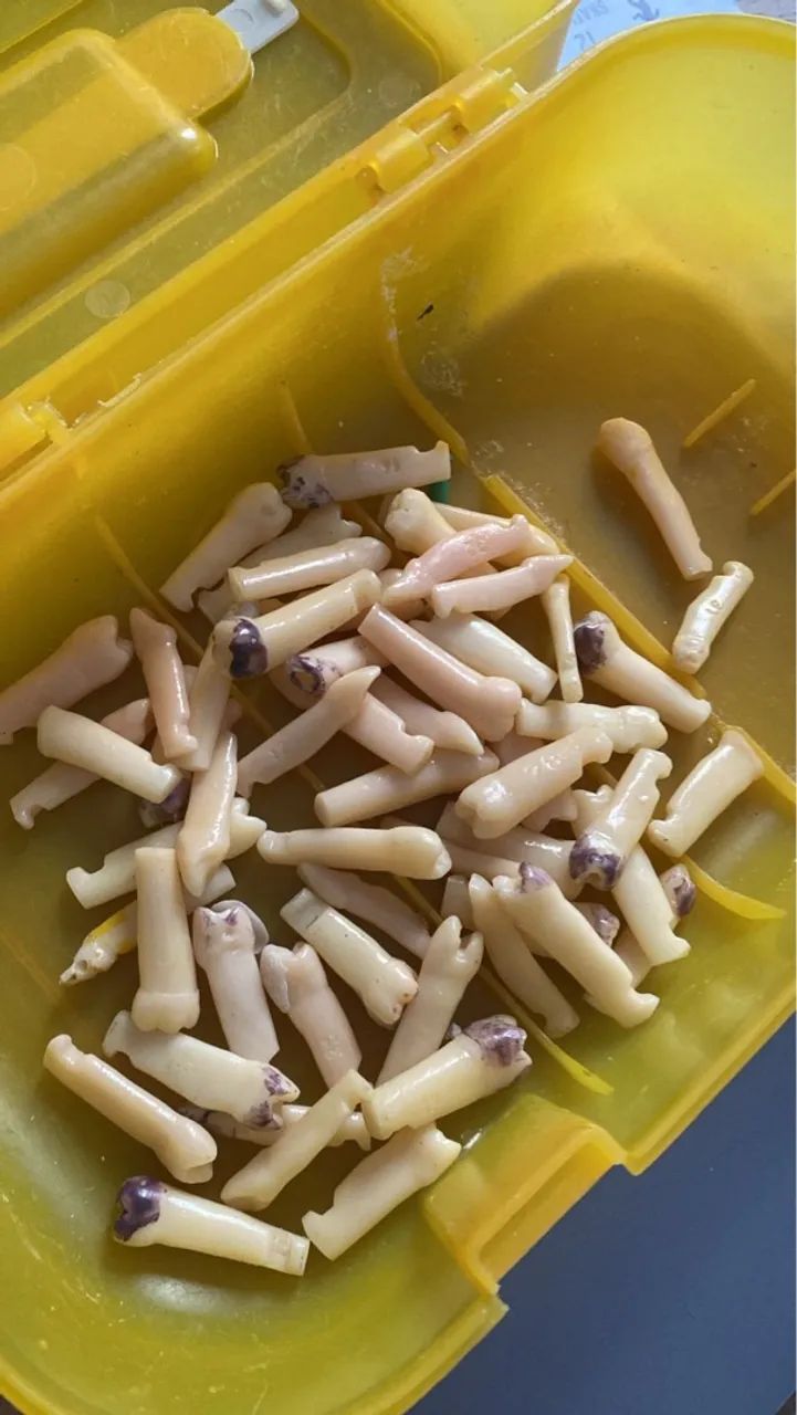 Manequim odontológico para treinamento - Foto 5