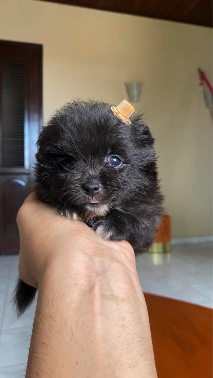 Spitz Alemão - Lulu da Pomerania