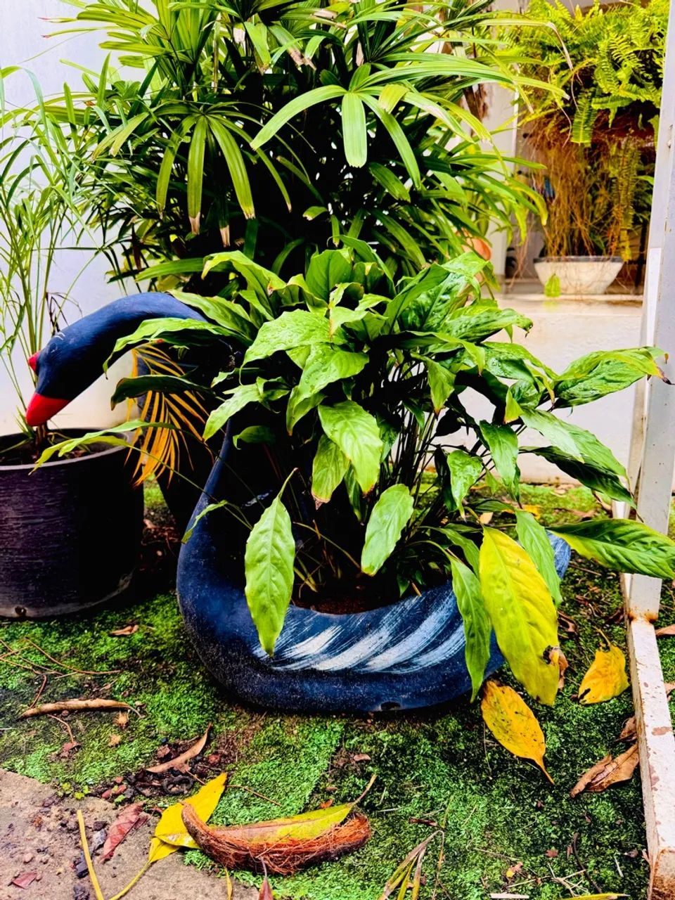 Planta bem em conta - Foto 5
