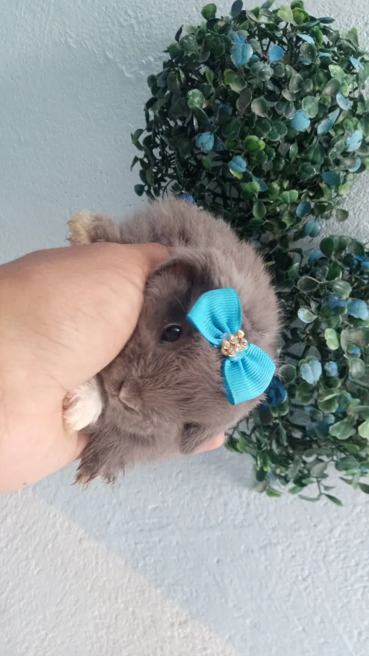 Mini lop