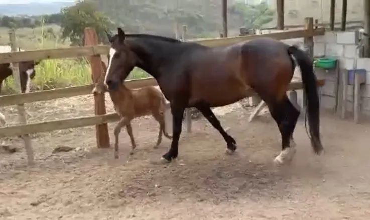 Égua comum macha picada 3 em 1