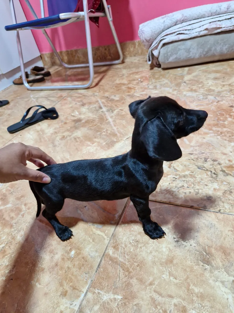 Filhote Dachshund Preta
