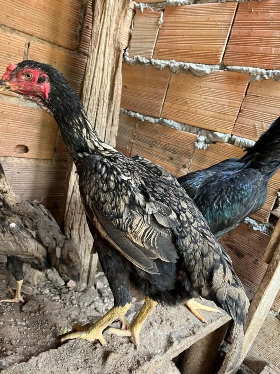 Galinhas indias exóticas... - Foto 2