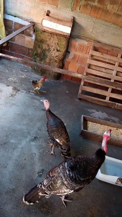Vendo galinha, frango, ganize  - Foto 3