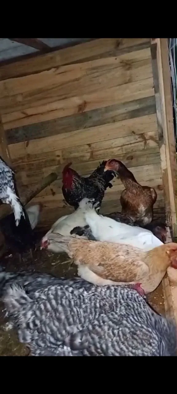 Galinhas e Galos