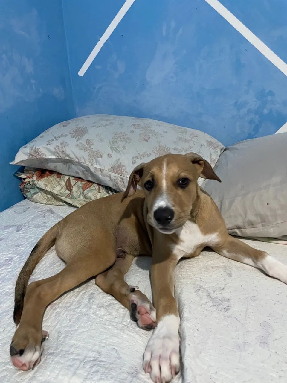 Ele é misturado de Pitbull e americano  - Foto 2