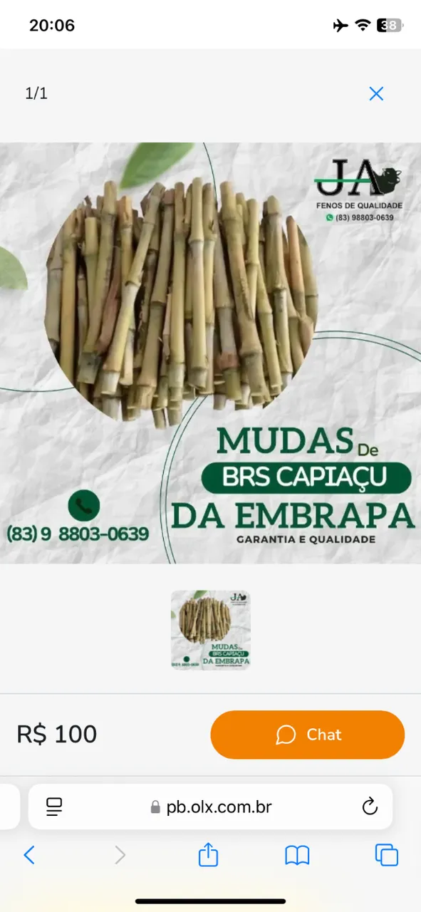 Mudas de BRS Capiaçu