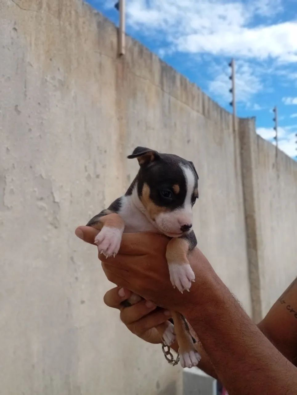 Filhote de Pitbull (amstaff) - Foto 5