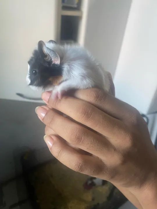 Fofinho porquinho da índia  - Foto 3