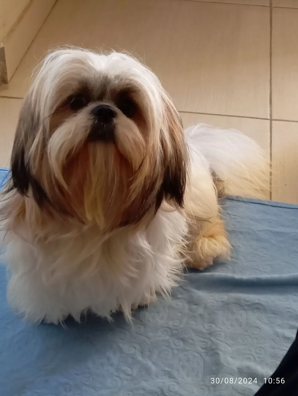 Shih Tzu lindo e carinhoso