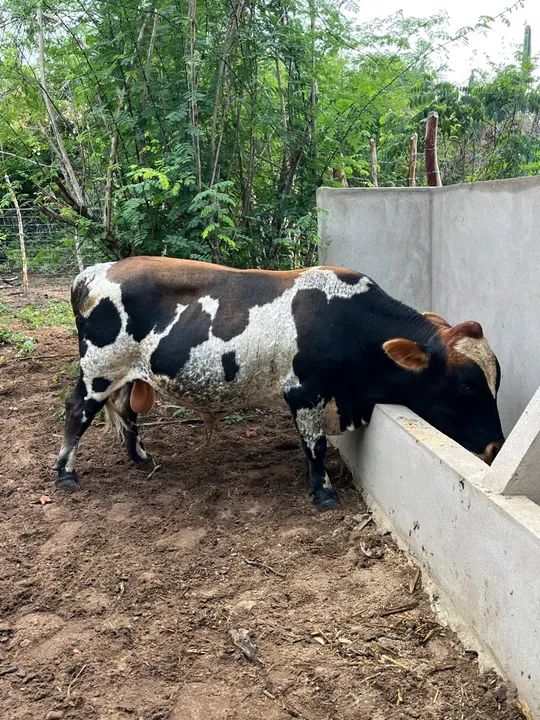 Mine Touro 3 anos e meio. Filho de Touro puro  - Foto 5